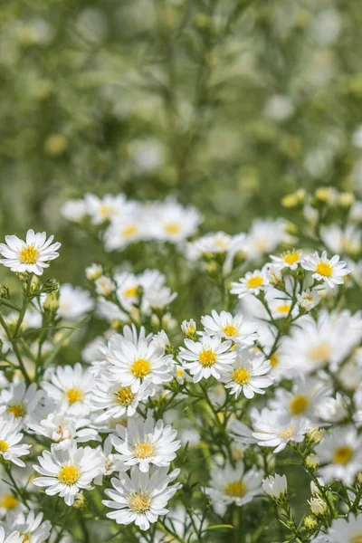 庭のかわいいカッター花 — ストック写真