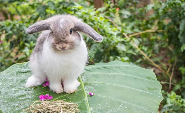 Cute Rabbit Nature Background Stock Image