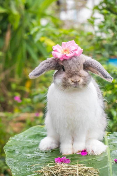 自然を背景に可愛いウサギ ロイヤリティフリーのストック画像