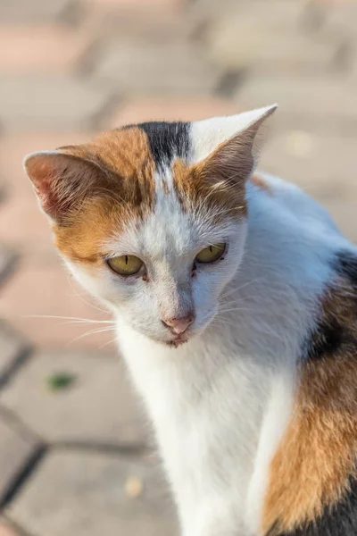 自然を背景に可愛い猫 ロイヤリティフリーのストック画像