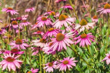 Doğa arka planında pembe çiçek