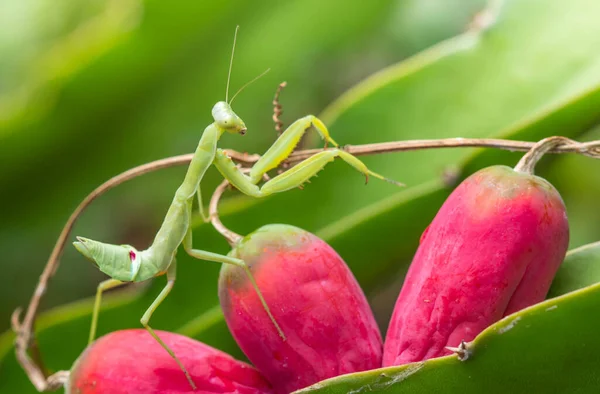 Insecte Mantis Mignon Sur Fond Nature — Photo