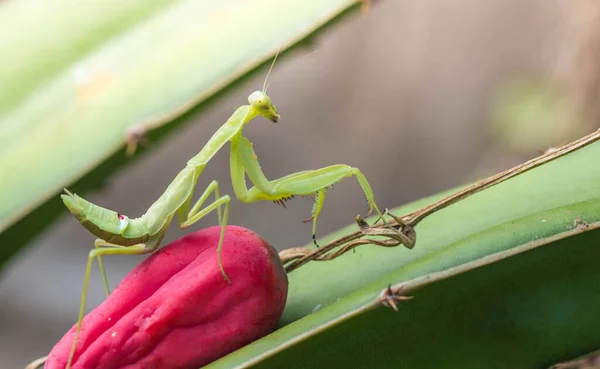 Cute Mantis Insect Nature Background — Stock Photo, Image