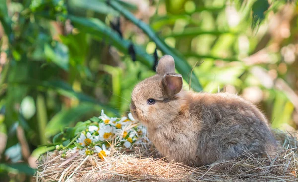Niedliche Baby Kaninchen Auf Trockenem Gras Selektiven Fokus — Stockfoto