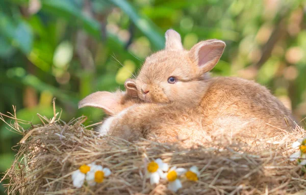 Niedliche Baby Kaninchen Auf Trockenem Gras Selektiven Fokus — Stockfoto