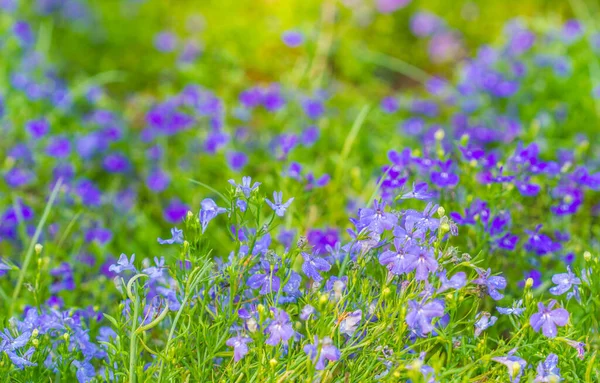 庭のすべてのロベリアの花 — ストック写真