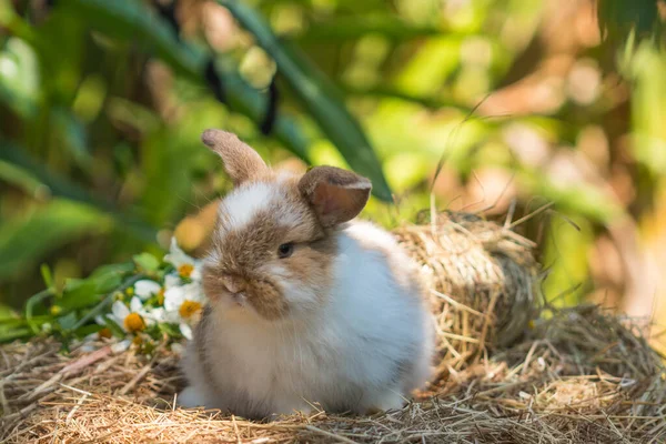 可愛い赤ちゃんウサギの乾いた草の選択的フォーカス ストックフォト