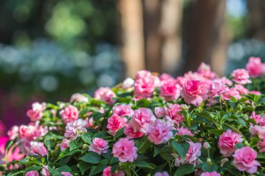 Bahçede küçük bir çiçek seçici odak