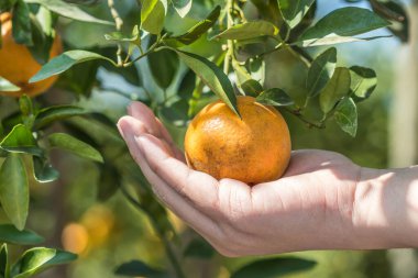 Elinde portakal meyvesi var.