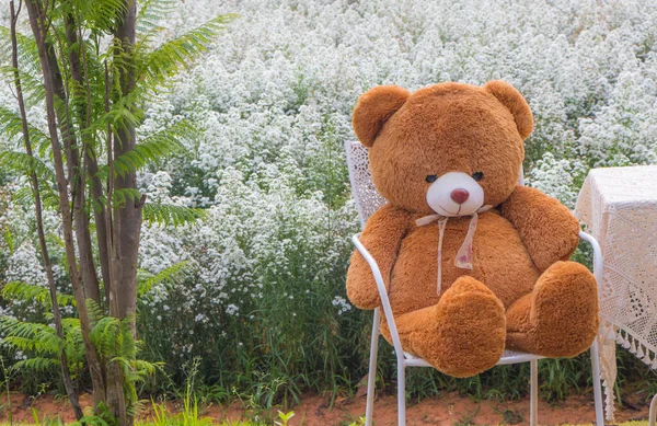 棕熊朵在白色椅子上 — 图库照片