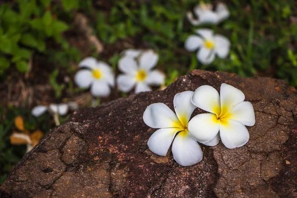 Aranyos Frangipani Sziklán — Stock Fotó