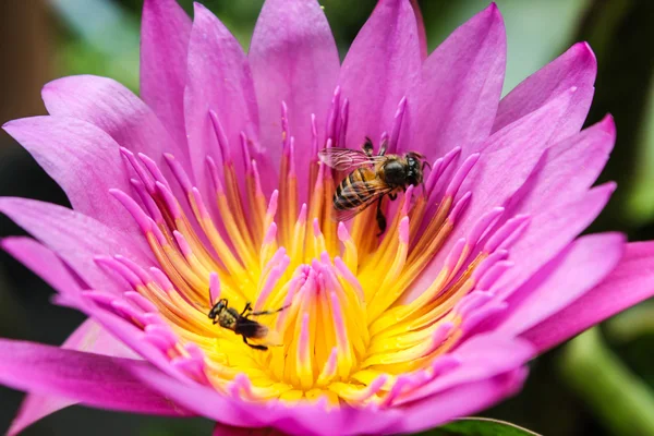 Pequeña abeja sobre loto rosa — Foto de Stock