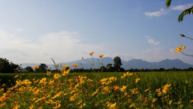 Cosmos pirinç alan'a