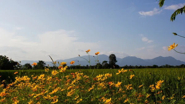 Cosmos pirinç alan'a