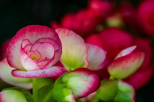 Begonias rosadas — Foto de Stock