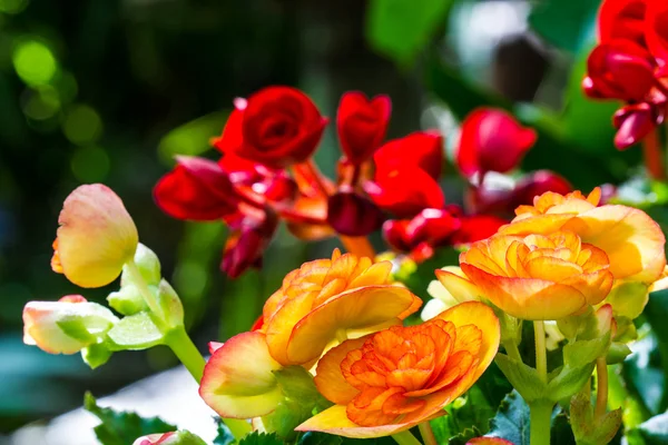 Orange begonias — Stockfoto