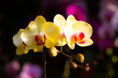 Sarı Orkide