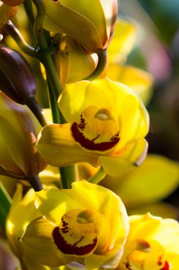 Sarı Orkide