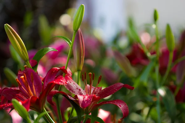 Red lily — Stock Photo, Image