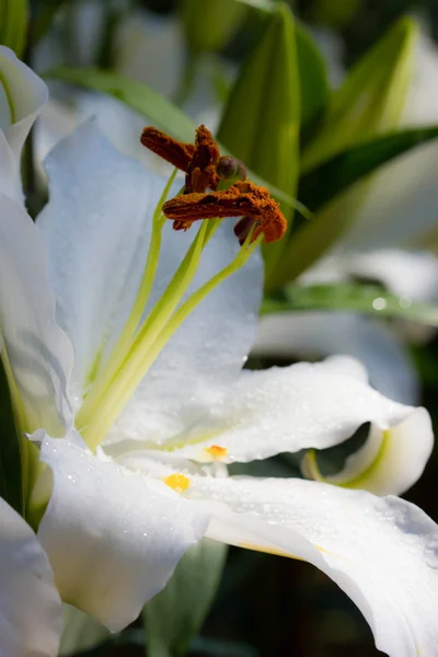 White lily — Stock Photo, Image