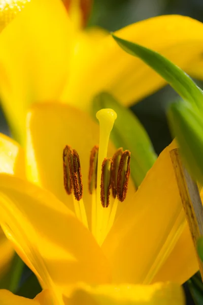 Yellow lily — Stock Photo, Image