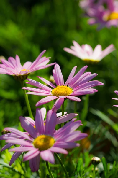 Daisy in flower festival at chiangrai Thailand — Stock Photo, Image