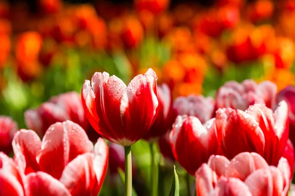 Red tulip — Stock Photo, Image