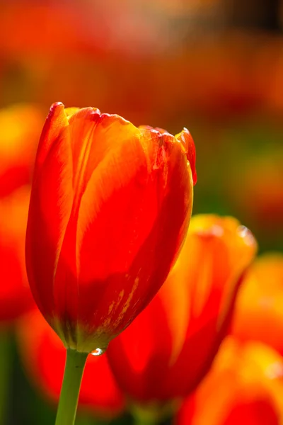 Tulipán naranja — Foto de Stock