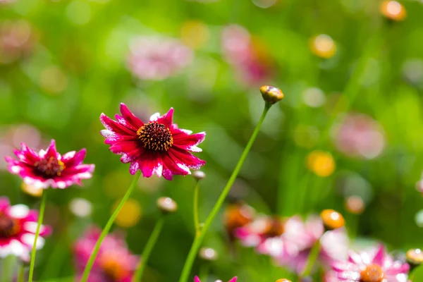 Flores pequeñas — Foto de Stock