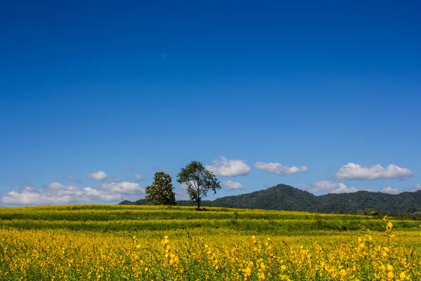 Champ de juncea jaune et ciel bleu — Photo