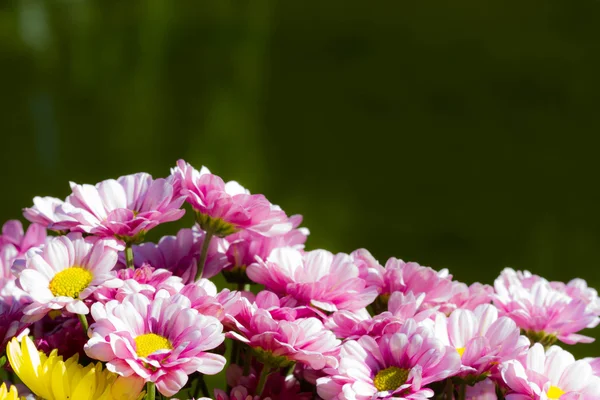 Zinnienblüte — Stockfoto