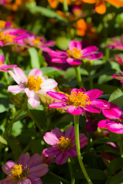 百日草の花 — ストック写真