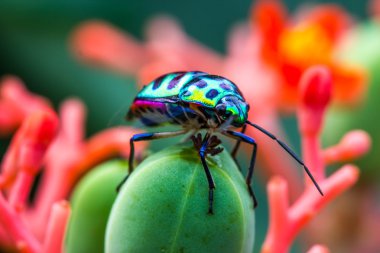 Lychee kalkan böcek (Chrysocoris stolli, Scutelleridae)
