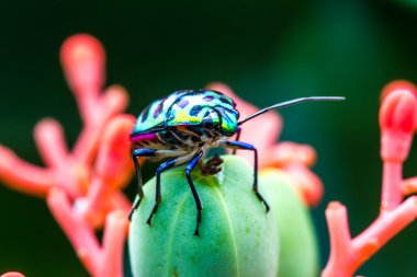 Lychee kalkan böcek (Chrysocoris stolli, Scutelleridae)
