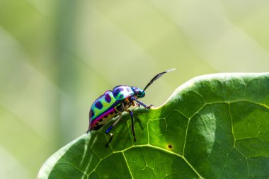 Lychee kalkan böcek (Chrysocoris stolli, Scutelleridae)