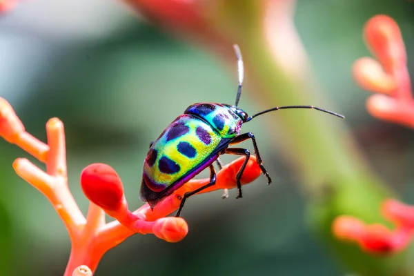 Lychee kalkan böcek (Chrysocoris stolli, Scutelleridae) — Stok fotoğraf