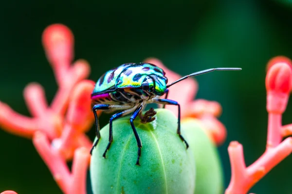 Lychee kalkan böcek (Chrysocoris stolli, Scutelleridae) — Stok fotoğraf