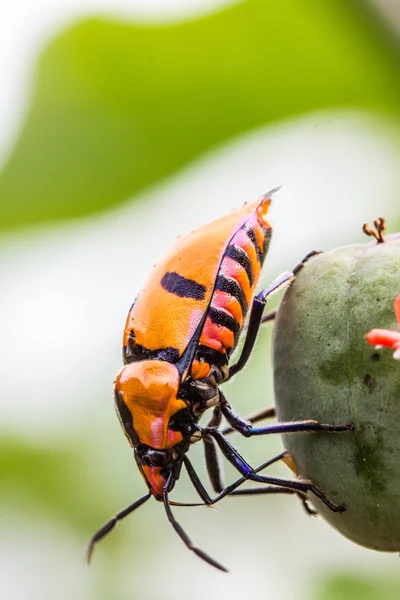 보석 버그 (가족 Scutelleridae) — 스톡 사진