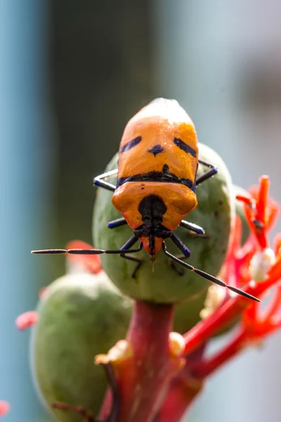 Jewel Bugs (Family Scutelleridae) — Stock Photo, Image