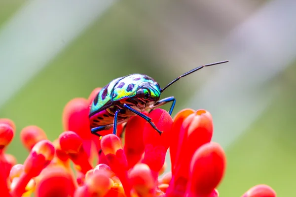 Lychee Shield Bug (Chrysocoris stolli, Scutelleridae) — Stockfoto