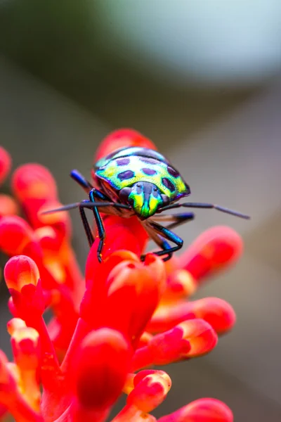 ライチの亀虫 (Chrysocoris stolli、キンカメムシ) — ストック写真