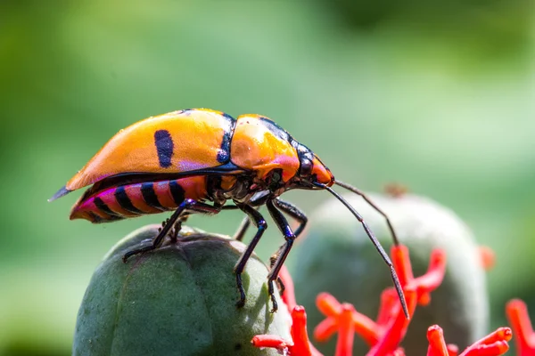 宝石的 Bug (家庭 Scutelleridae) — 图库照片