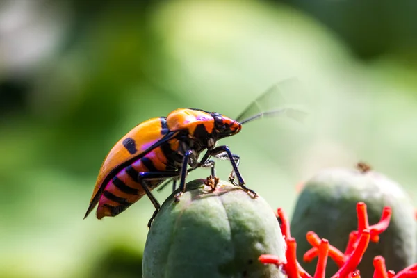 Bugs de bijoux (famille des Scutelleridae) ) — Photo