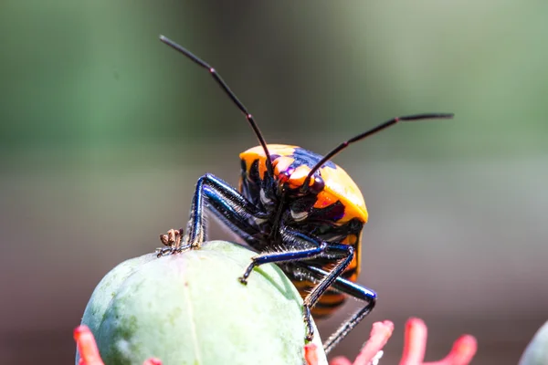 Mücevher hataları (aile Scutelleridae) — Stok fotoğraf