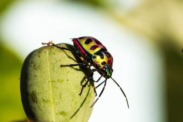 열매 쉴드 버그 (Chrysocoris stolli, Scutelleridae) — 스톡 사진