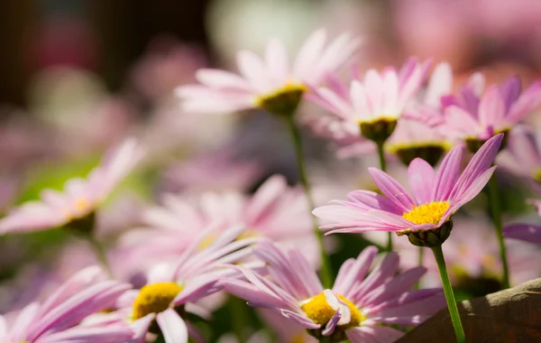 Daisy i Blomsterfestivalen på chiangrai Thailand. — Stockfoto