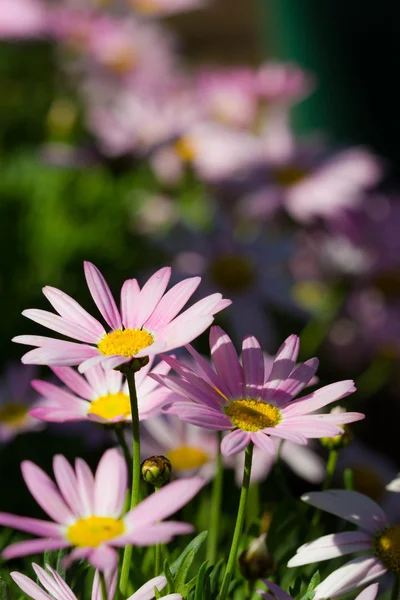 Daisy i Blomsterfestivalen på chiangrai Thailand. — Stockfoto