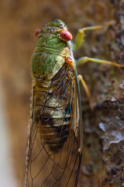 Cicada na cachoeira em Chiangrai Tailândia . — Fotografia de Stock