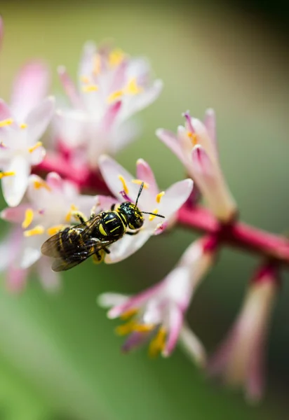 花に小さな蜂 — ストック写真