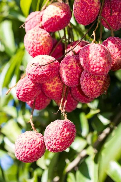 Litchi chinensis — Stock Photo, Image